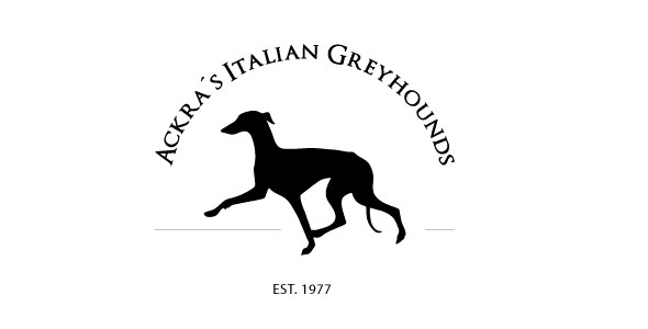 ackras italian greyhounds